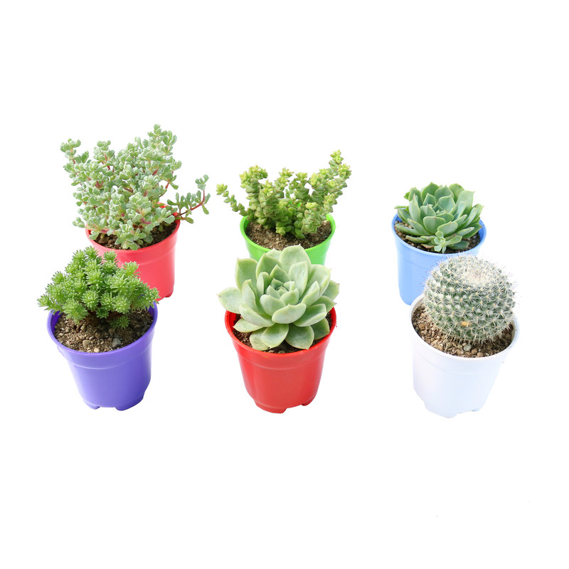 گیاه طبیعی کاکتوس و ساکولنت آیدین کاکتوس کد CB-017 مجموعه 6 عددی