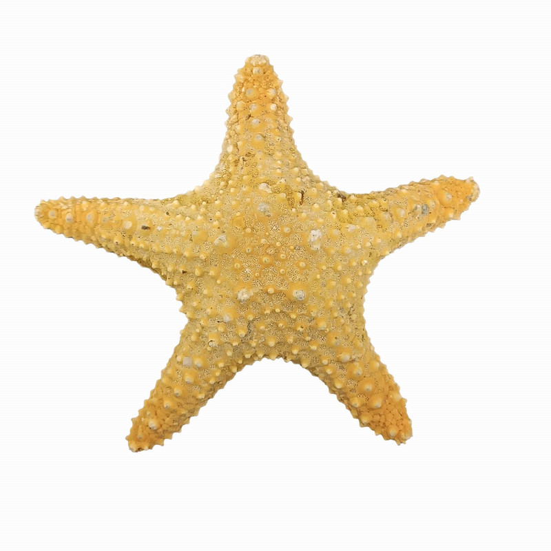 ستاره دریایی تزیینی مدل fb18