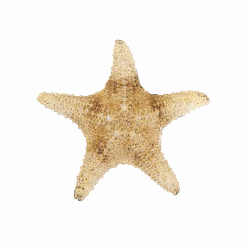 ستاره دریایی تزیینی مدل b4