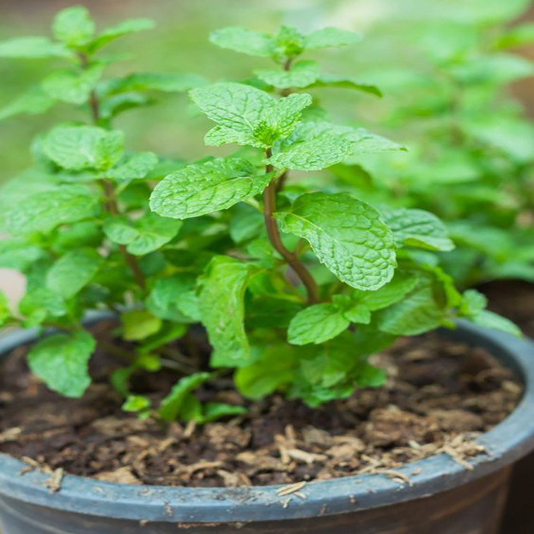 بذر نعنا وانیا سید مدل S47 بذر نعنا وانیا سید مدل S47