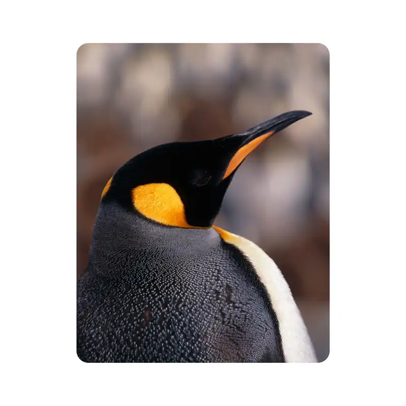 ماوس پد اطلس آبی طرح پنگوئن  مدل T2066