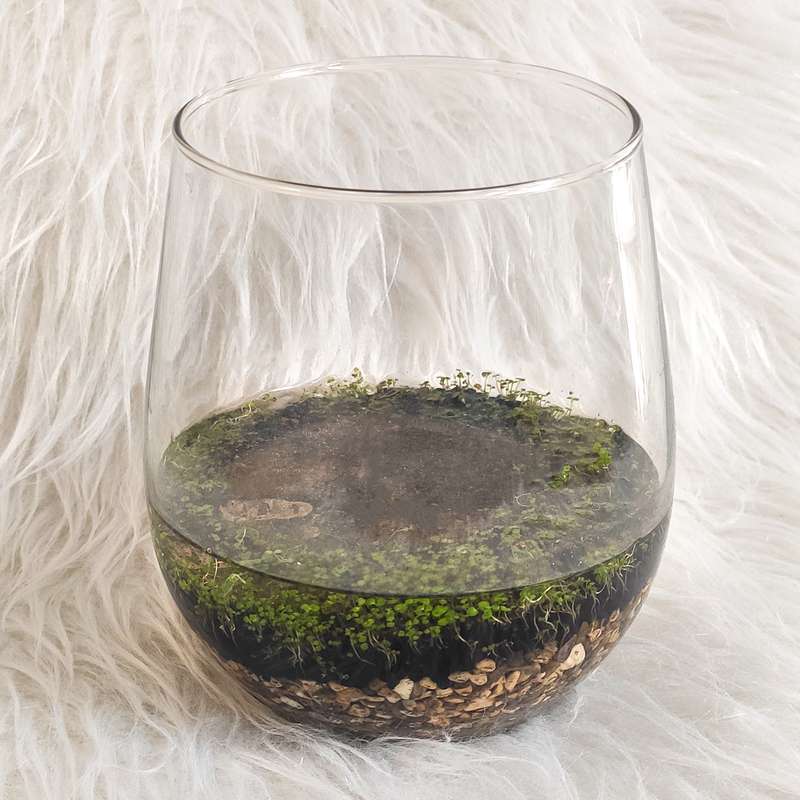 ویواریوم گیاه طبیعی کد viv-119