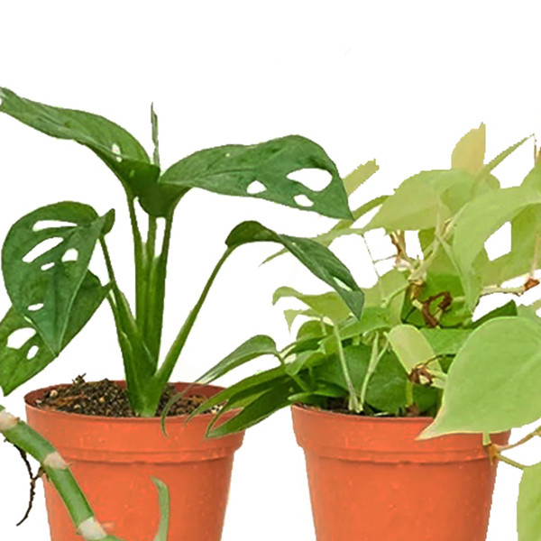 گیاه طبیعی آپارتمانی مدل P4 مجموعه چهار عددی گیاه طبیعی آپارتمانی مدل P4 مجموعه چهار عددی