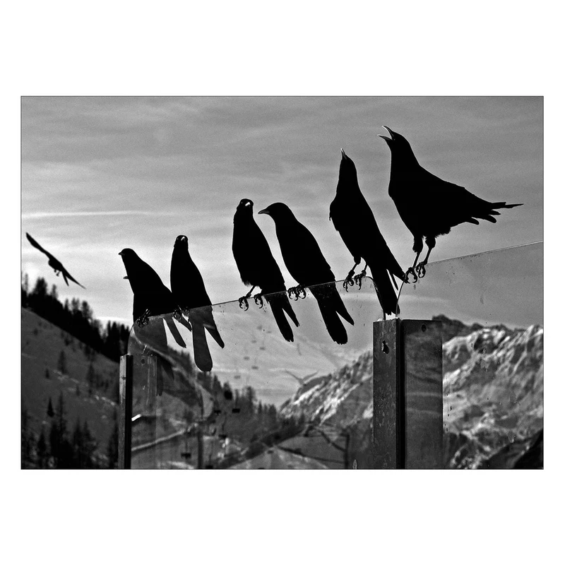تابلو شاسی ونسونی طرح Crows On Wire سایز 50 × 70 سانتی متر