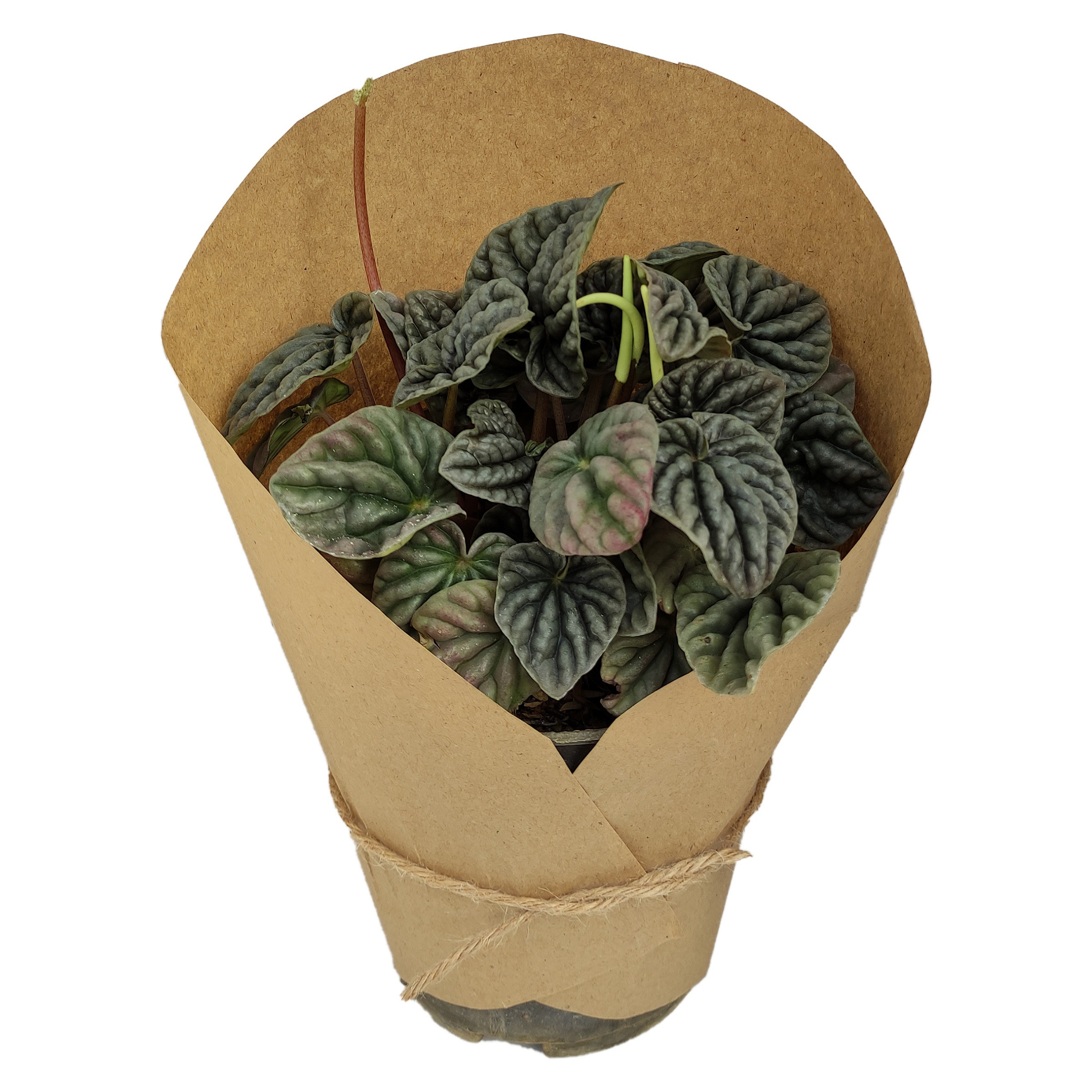 گیاه طبیعی پپرومیا سبز کد yt2 گیاه طبیعی پپرومیا سبز کد yt2