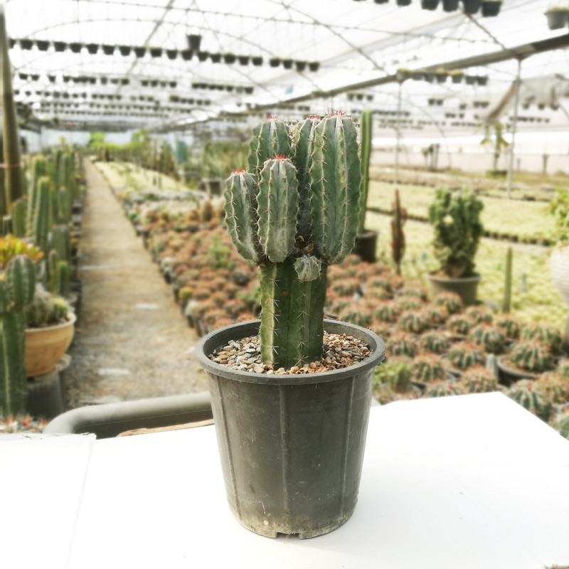 گیاه طبیعی کاکتوس مدل سرئوس پایه نقره ای کد B5-25