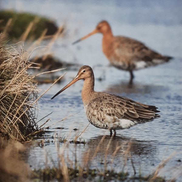 مجله PIRSCH دسامبر 2023