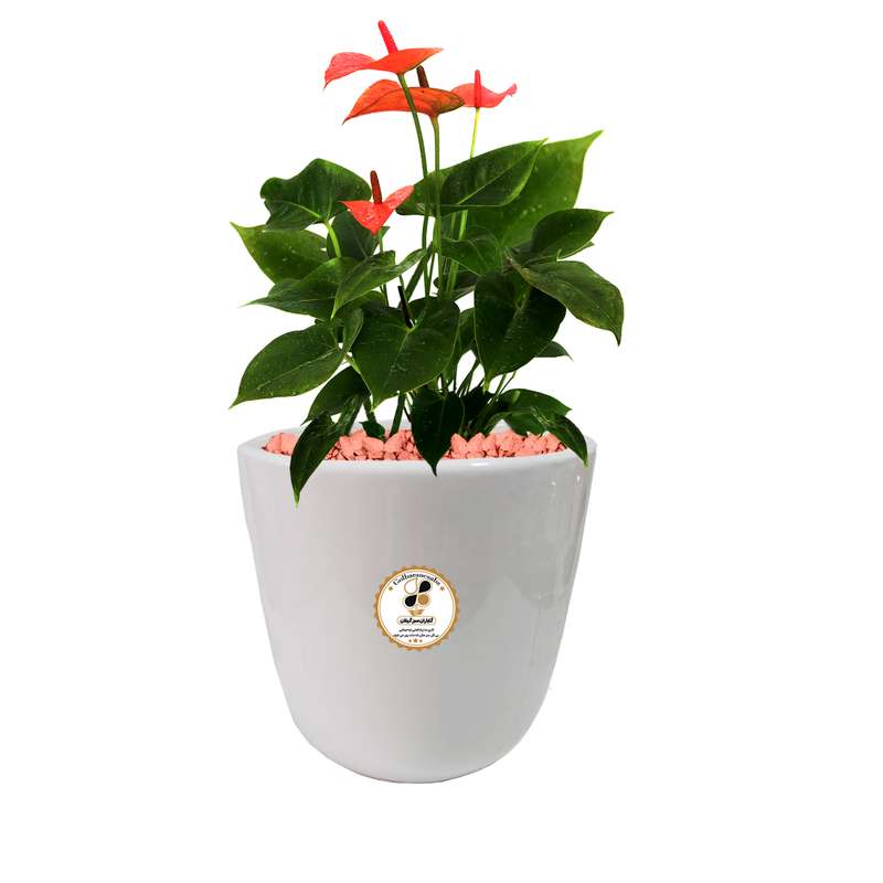 گیاه طبیعی آنتوریوم شرکت گلباران سبز گیلان مدل GN12-20M گیاه طبیعی آنتوریوم شرکت گلباران سبز گیلان مدل GN12-20M