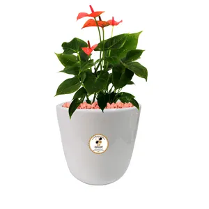 گیاه طبیعی آنتوریوم گلباران سبز گیلان مدل GN12-20L