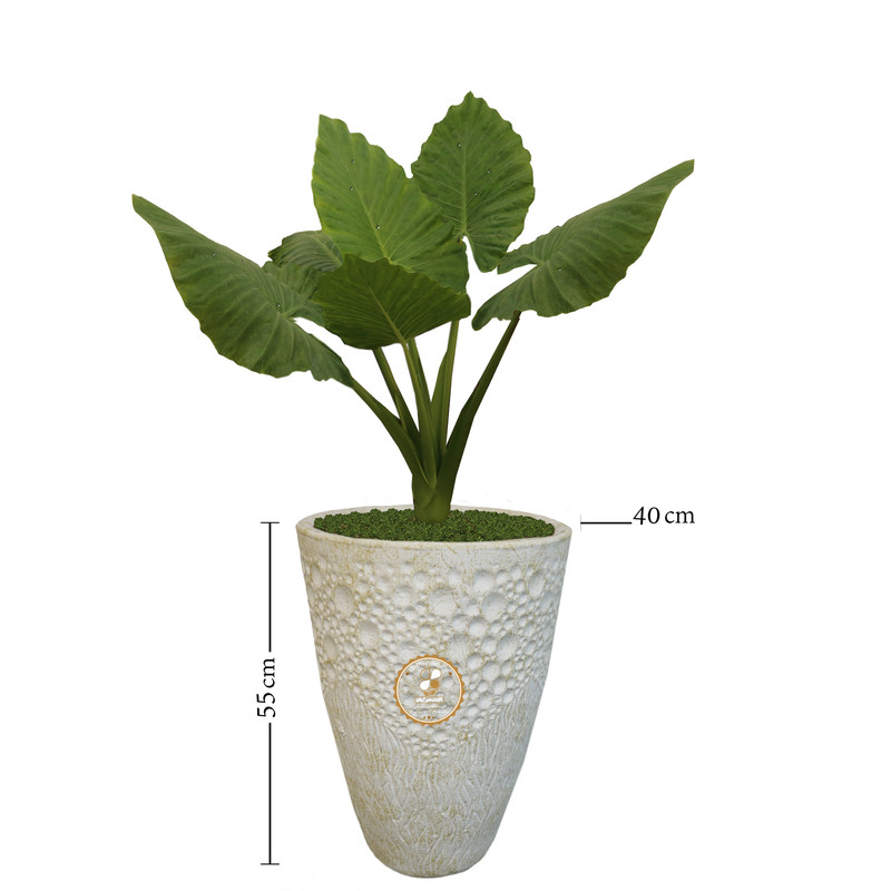 گیاه طبیعی باباآدم گلباران سبز گیلان مدل GN1-FAN5