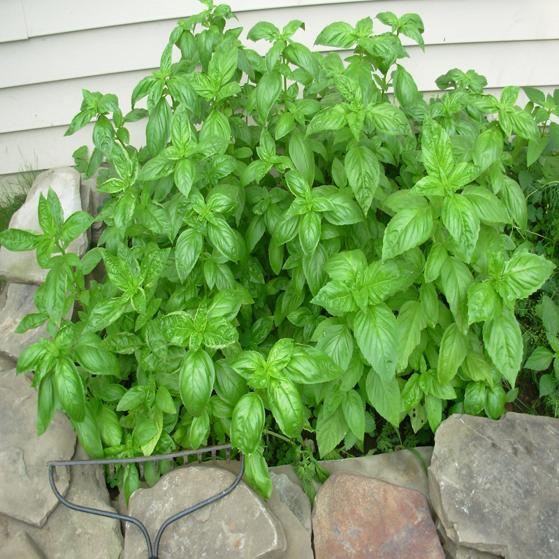 بذر ریحان سبز سانیا سید مدل S6