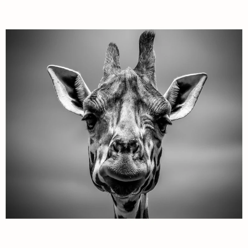 پوستر مدل چاپ رترو سر زرافه  