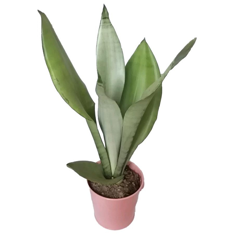 گیاه طبیعی سانسوریا مهتابی کد yf06