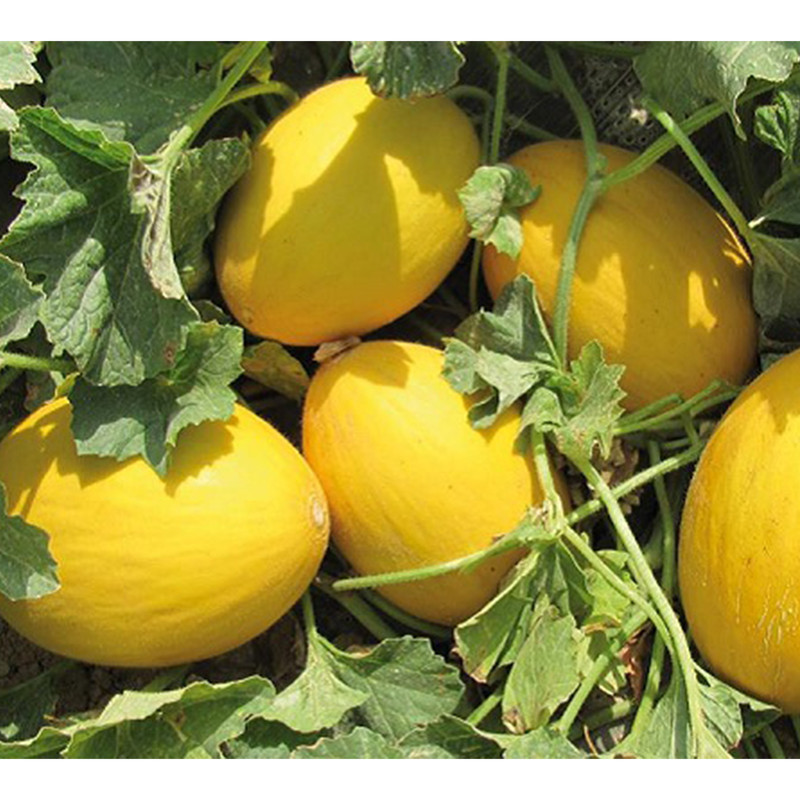 بذر خربزه یلو کانری روزن سیدز کد B51