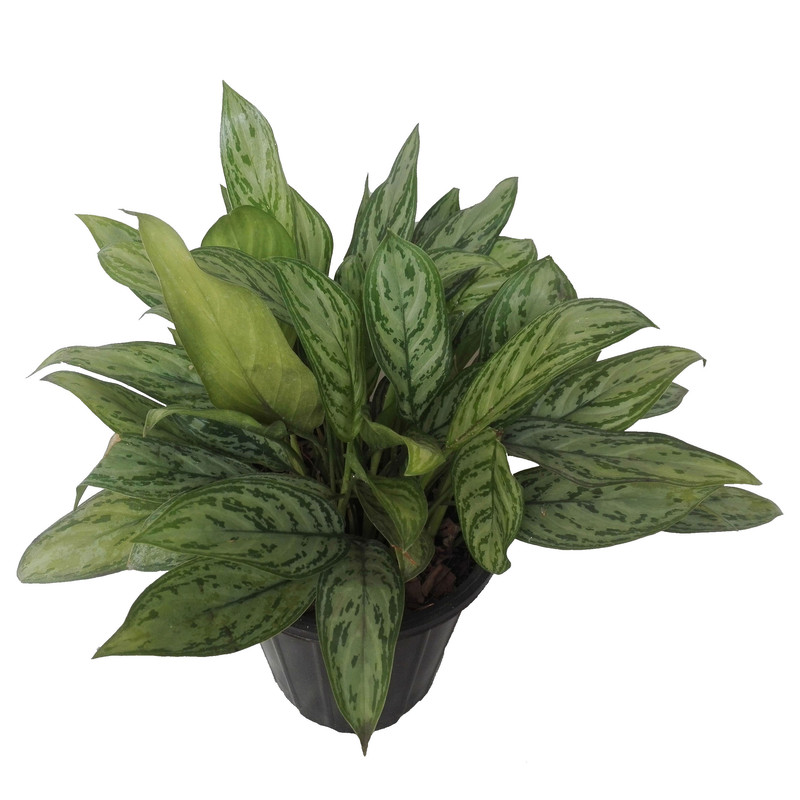 گل طبیعی اگلونما سبز کد 107