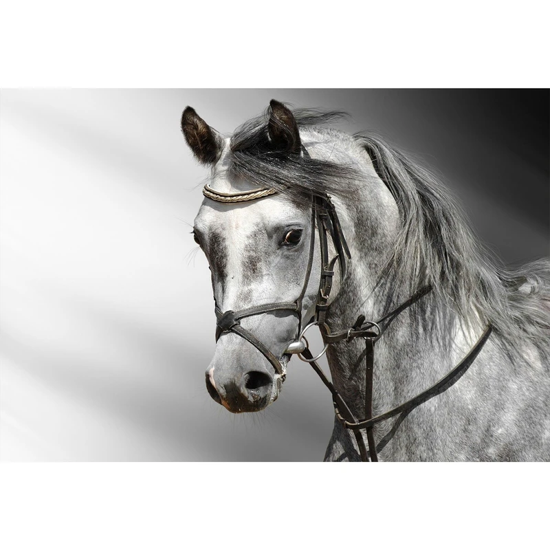 مگنت طرح حیوان اسب مدل T1314