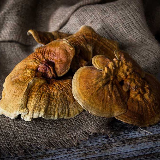 قارچ گانودرما ممتاز باباگلی - 75 گرم