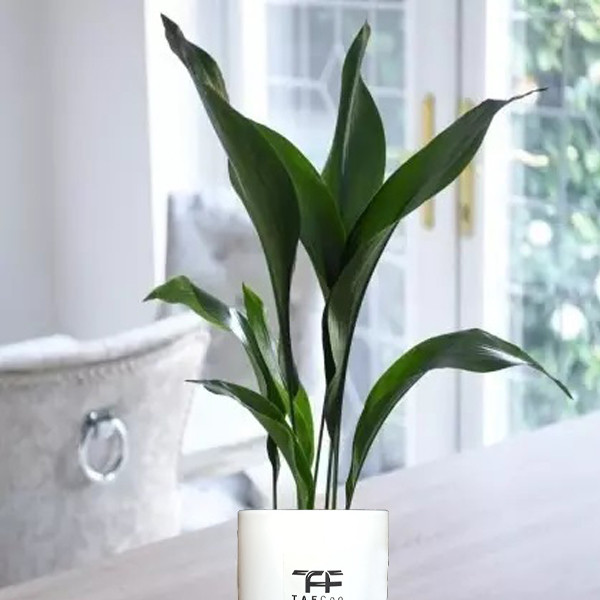 گیاه طبیعی برگ عبایی تافکو کد 1x گیاه طبیعی برگ عبایی تافکو کد 1x