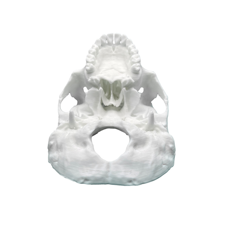 بازی آموزشی مدل جمجمه 3 تکه