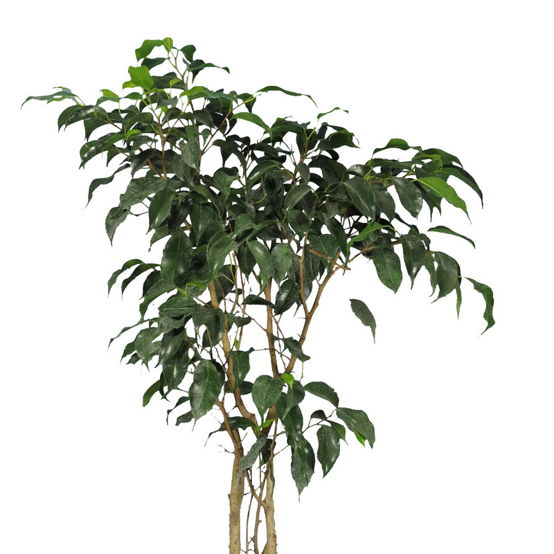 گیاه طبیعی بنجامین مدل بلک کد17- AS گیاه طبیعی بنجامین مدل بلک کد17- AS