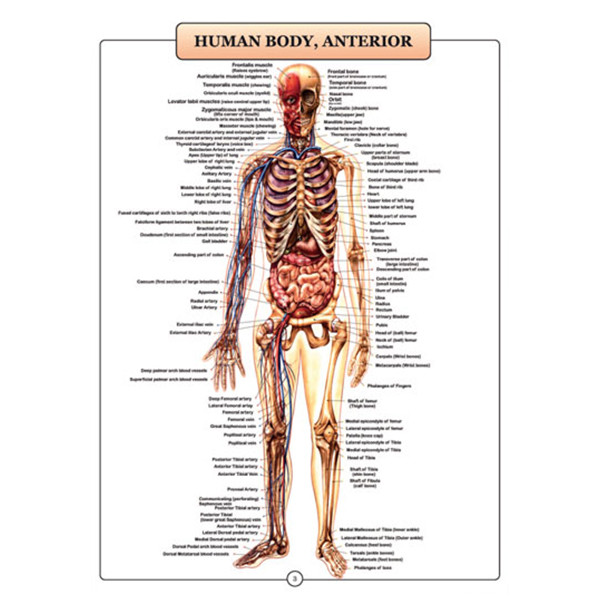 پوستر طرح اطلس آناتومی بدن انسان مجموعه 15 عددی
