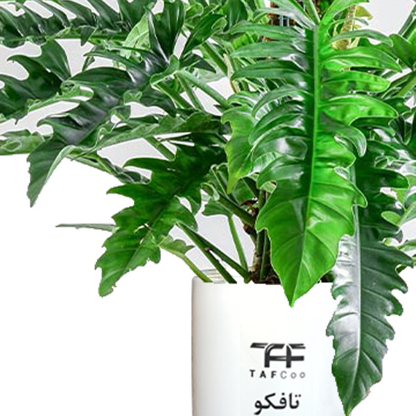 گل طبیعی فیلودندرون کنگره ای تافکو کد 2037