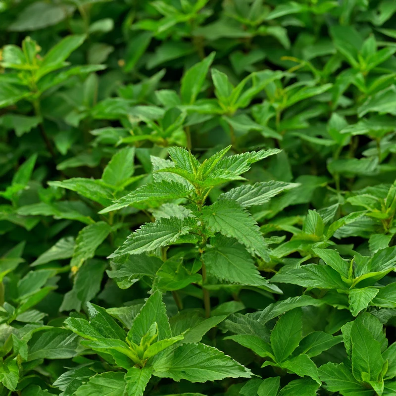 عکس شماره 3 : عرق گیاهی ضد دیابت بوقناق و گزنه ژیک-1 لیتر