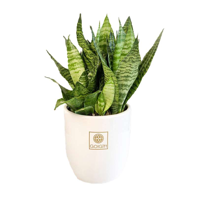 گیاه طبیعی سانسوریا کراواتی سبز گل گیفت کد GP002 گیاه طبیعی سانسوریا کراواتی سبز گل گیفت کد GP002