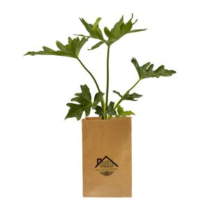 گیاه طبیعی برگ انجیری ملکی گاردن مدل MG010