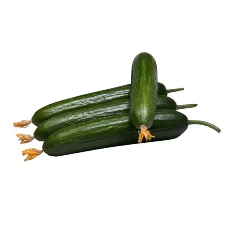 بذر خیار ماکان کد B25