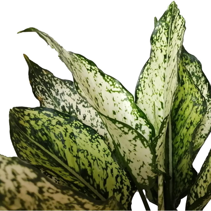 گیاه طبیعی آگلونما سفید کد ff04 گیاه طبیعی آگلونما سفید کد ff04