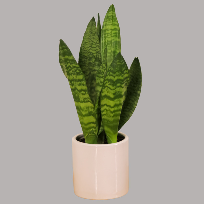 گیاه طبیعی سانسوریا پوست ماری مدل 229