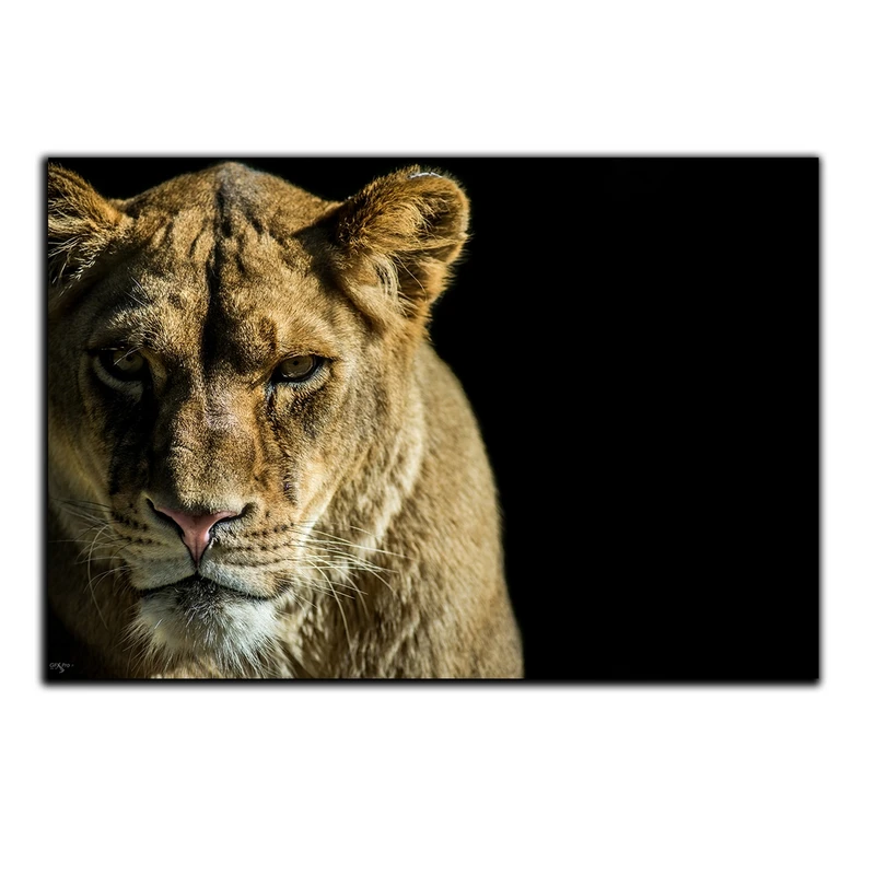 تابلو شاسی بکلیت طرح حیات وحش شیر ماده مدل SH-S1656