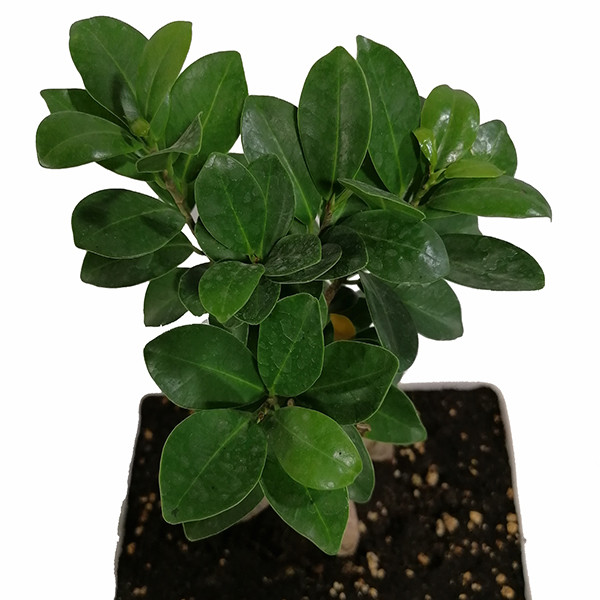 گیاه طبیعی بونسای مدل 5161841 گیاه طبیعی بونسای مدل 5161841