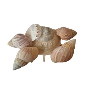 صدف تزیینی آکواریوم مدل میکس اقیانوس آرام کد 2 بسته 5 عددی