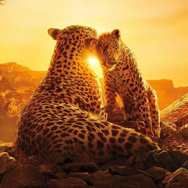 عکس شماره 6 : مستند سیاره ما our planet اثر آلستر فوردگل نشر لیمو استور