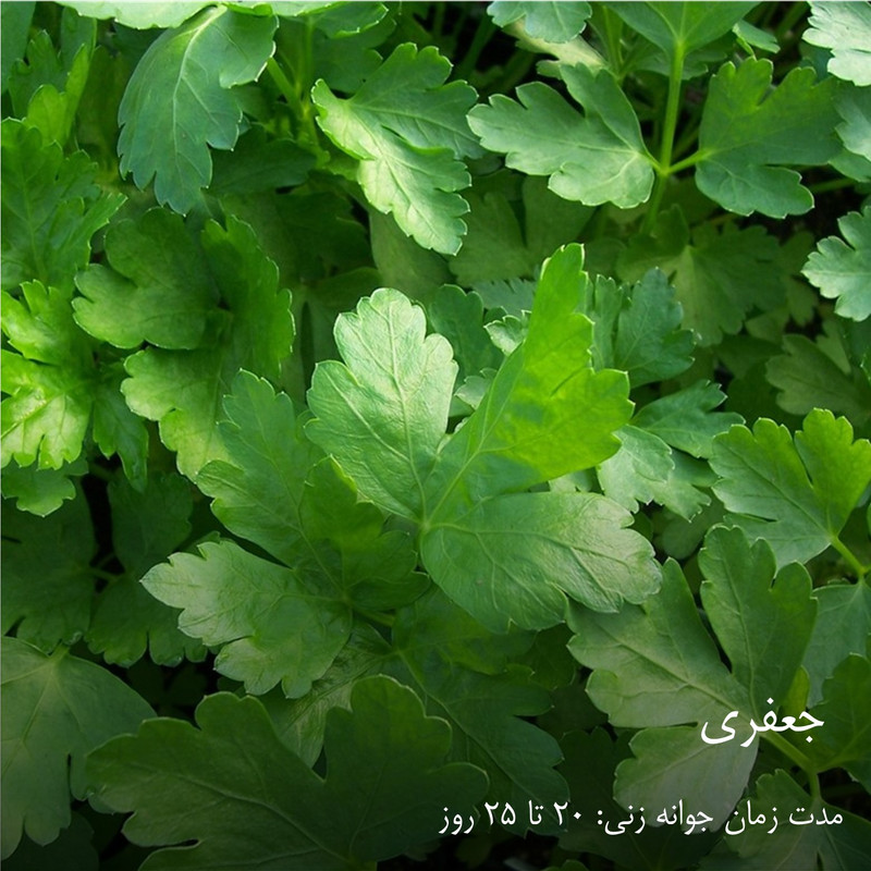 بذر سبزیجات هایپر‌کشت کد 2050 مجموعه 10 عددی