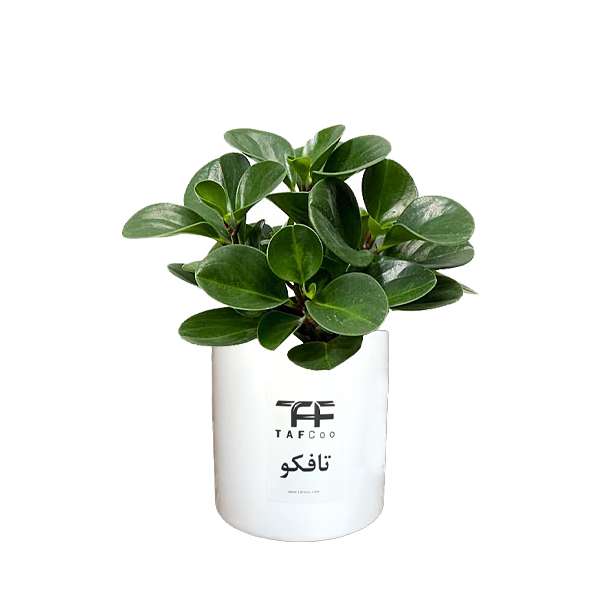 گل طبیعی قاشقی تافکو مدل s1 گل طبیعی قاشقی تافکو مدل s1