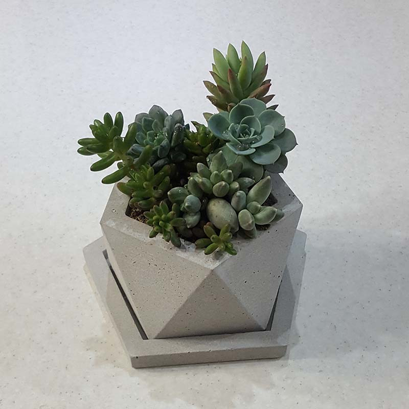 گلدان بوته کد Pn1