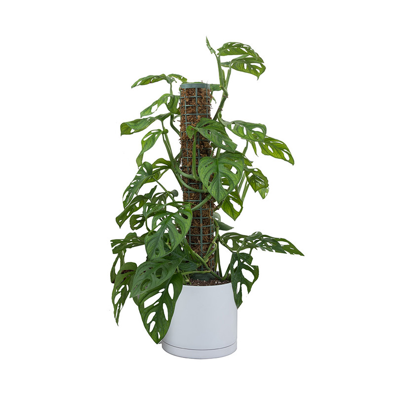 گیاه طبیعی پتوس مدل حصیری پایه دار کد 10453/2202