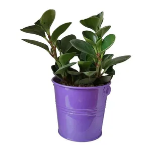 گیاه طبیعی قاشقی کد ef05