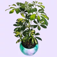 گیاه طبیعی شفلرا ابلق کد sh01