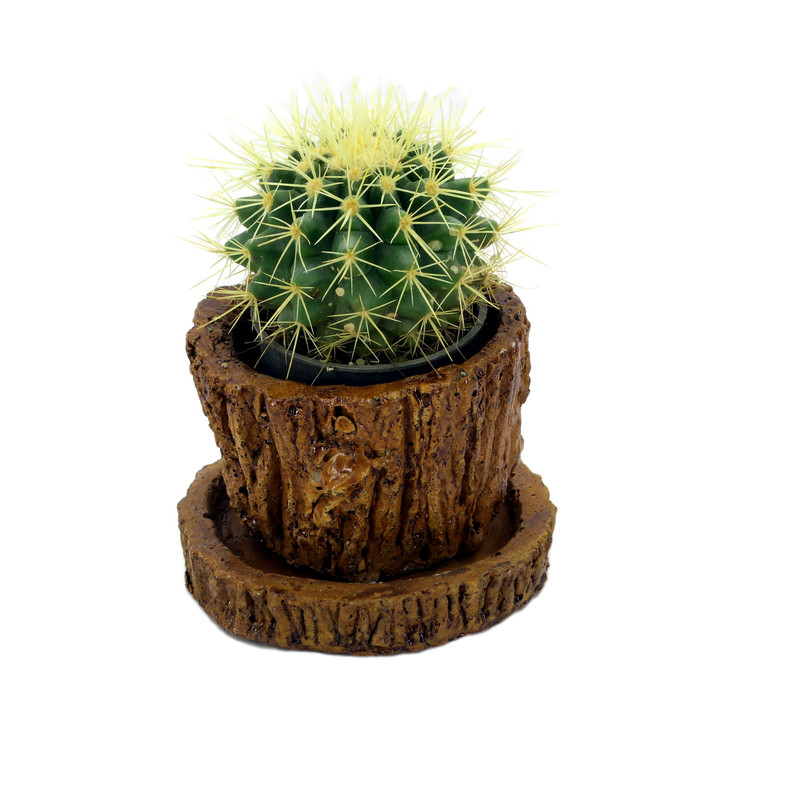 گیاه طبیعی کاکتوس کد Z1 گیاه طبیعی کاکتوس کد Z1