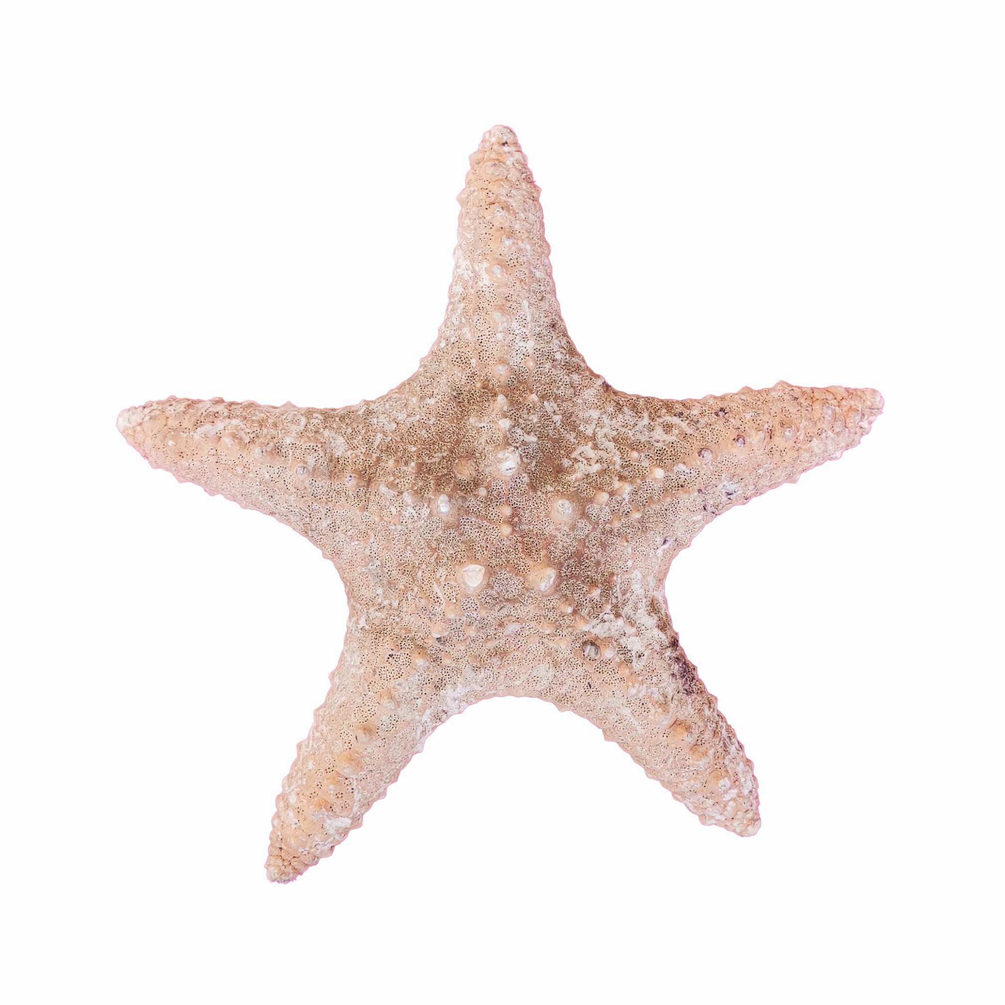 ستاره دریایی تزیینی مدل v17