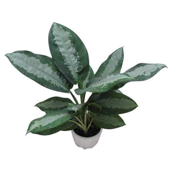 گیاه طبیعی آگلونما حبابی کد S - L01 گیاه طبیعی آگلونما حبابی کد S - L01