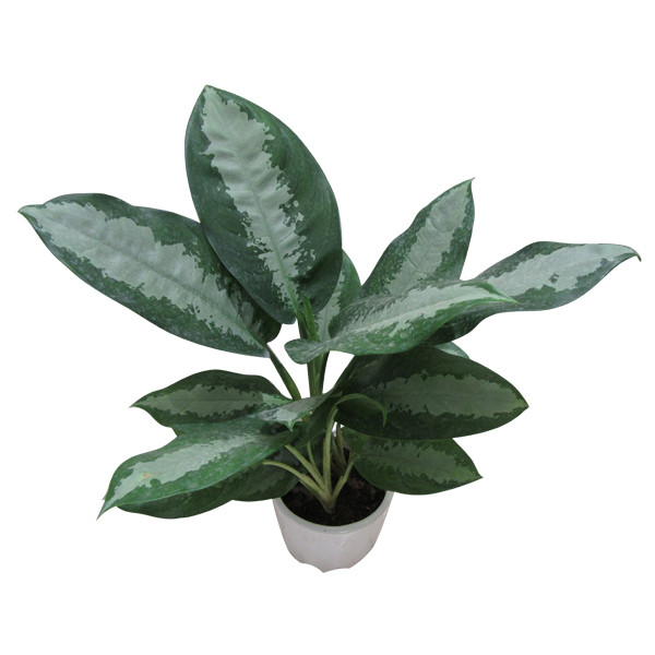 گیاه طبیعی آگلونما حبابی کد S - L01 گیاه طبیعی آگلونما حبابی کد S - L01