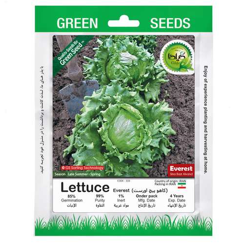 بذر کاهو پیچ سبز اورست گیلدا کد 333