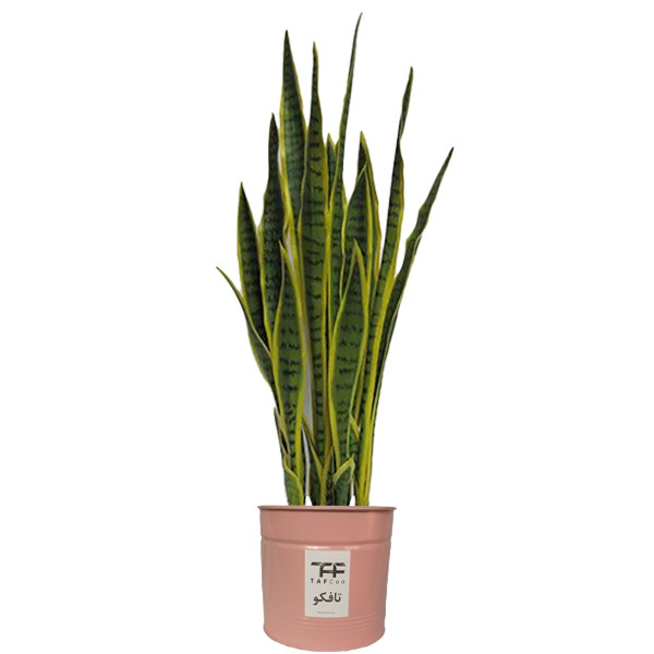 گیاه طبیعی سانسوريا ابلق تافکو کد 2028 گیاه طبیعی سانسوريا ابلق تافکو کد 2028