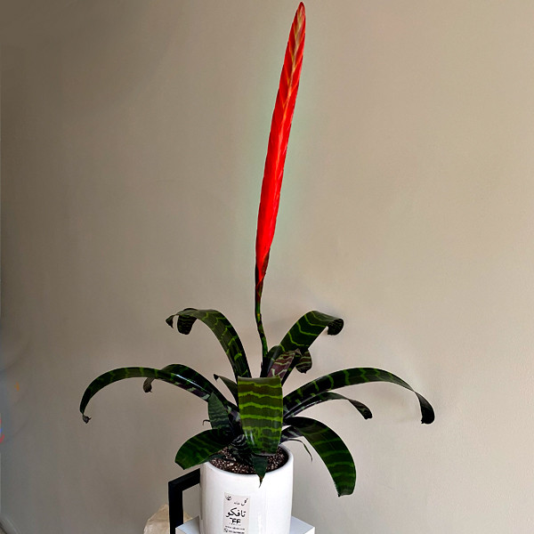 گیاه طبیعی ورزیا تافکو مدل پوست ماری کد 3x گیاه طبیعی ورزیا تافکو مدل پوست ماری کد 3x