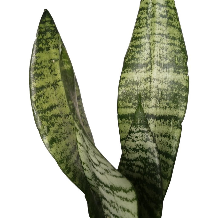 گیاه طبیعی سانسورا کرواتی کد sf02